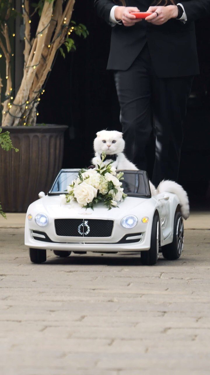 White cat in a toy car with white roses at a wedding ceremony