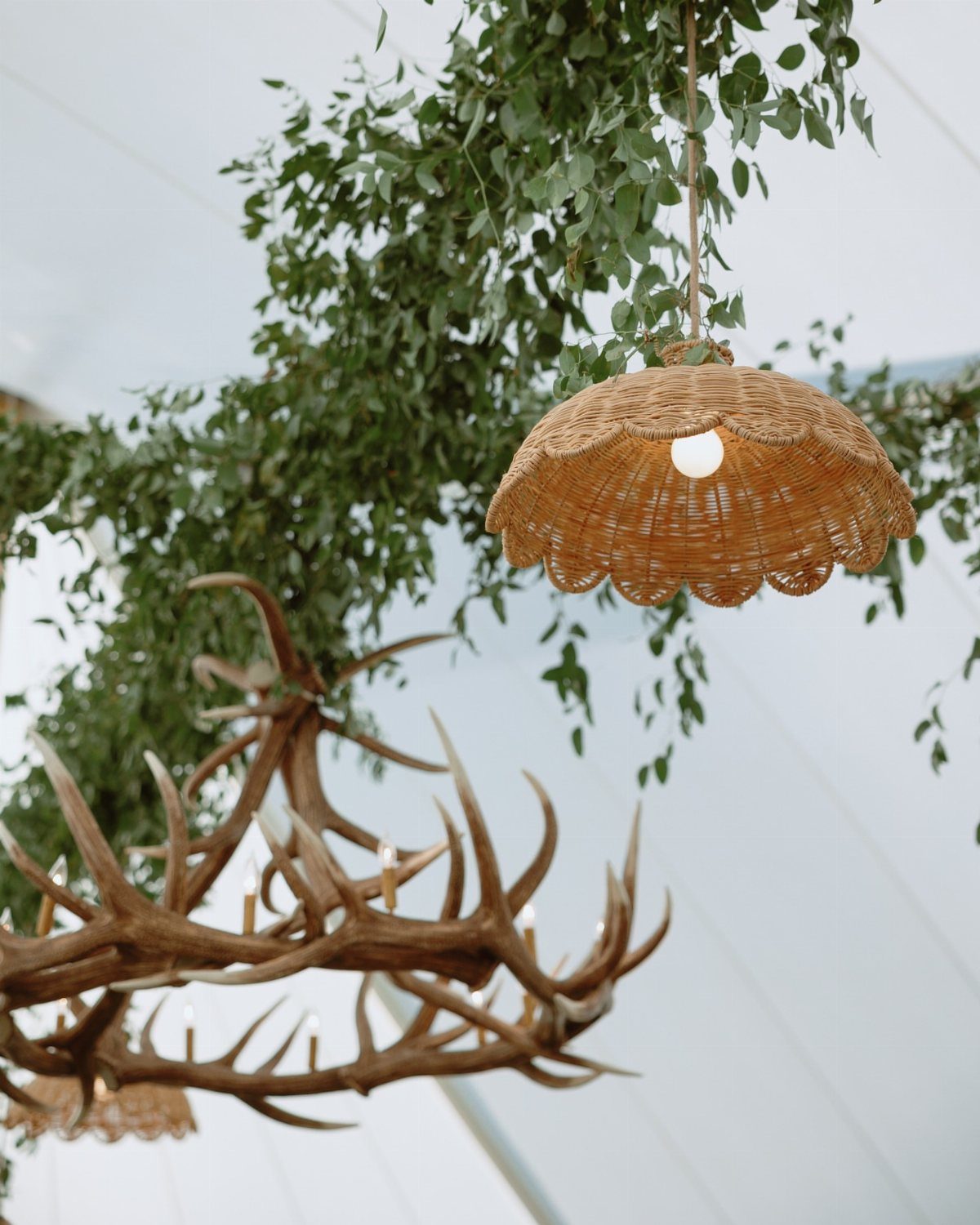 Woven wicker lamp and antler chandelier hanging under green leafy ceiling vines