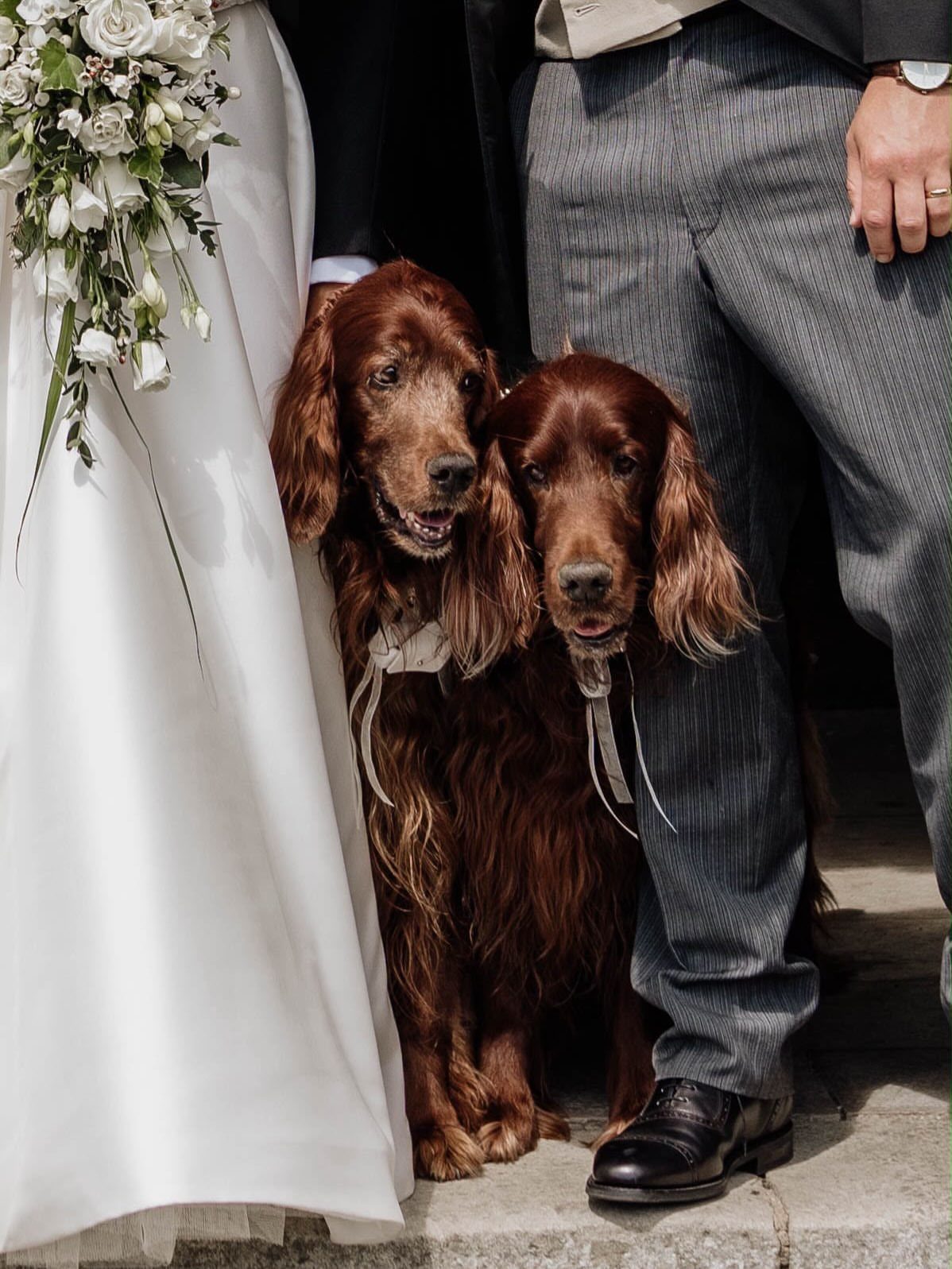 Two reddish-brown spaniels sitting between a bride in white and a groom.