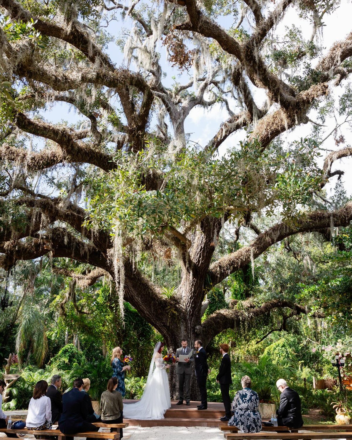 Wedding ceremony under a massive ancient oak tree with guests seated on wooden benches.