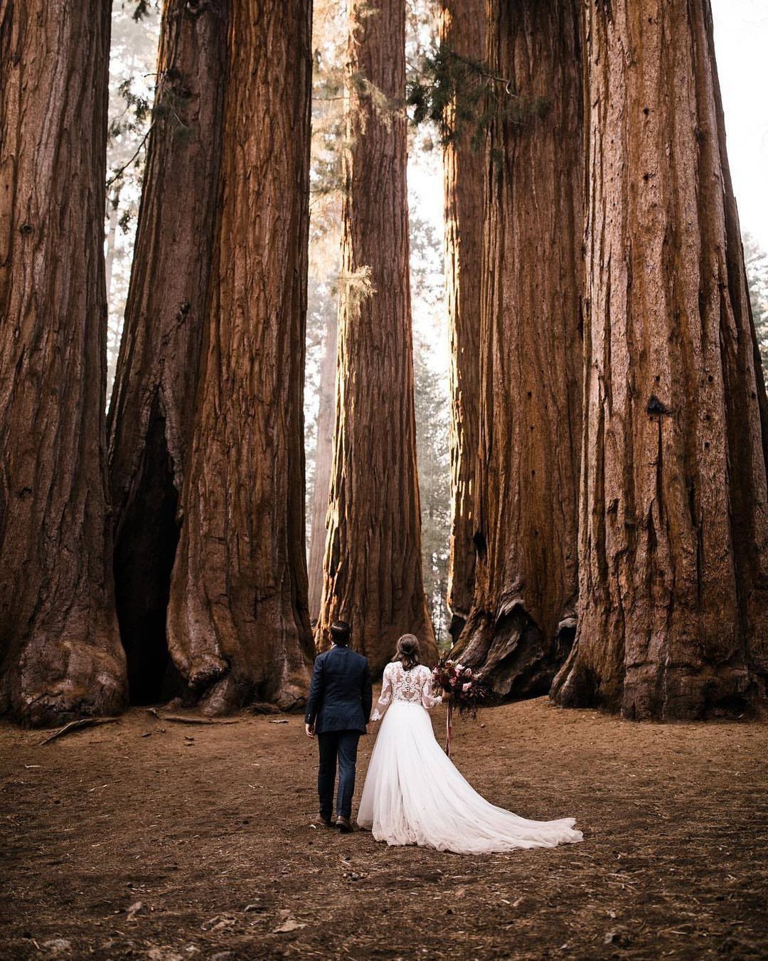 Bride and groom walking between giant redwood trees in a national park forest